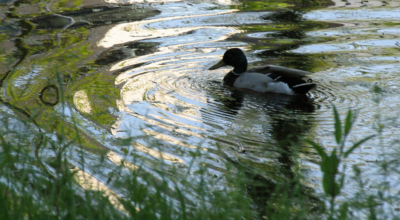 Duck Maikng Waves